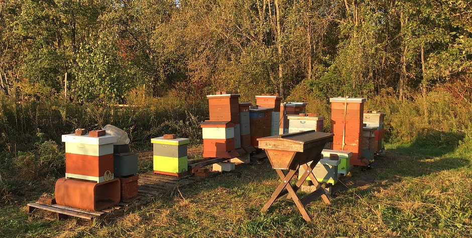 Apiary - shepherdswatchfarm